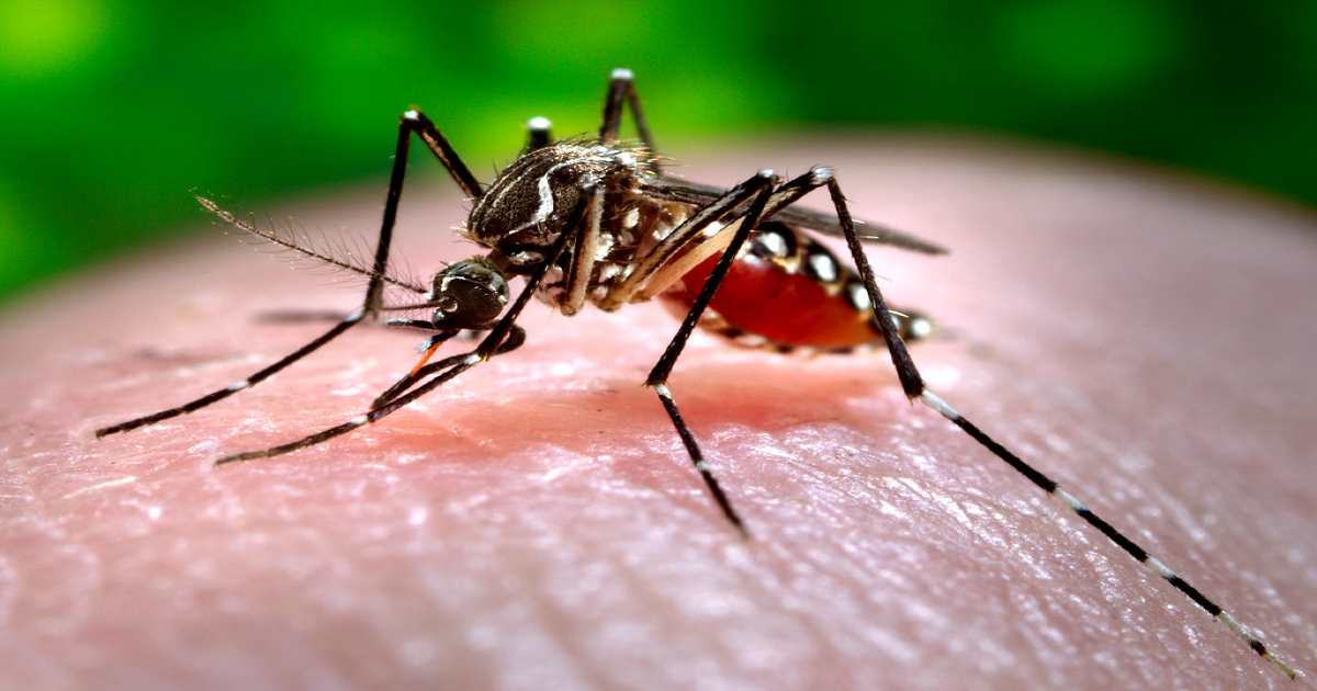 Dengue ने मचाया कोहराम Amravati ज़िले में एक माह में 62 पॉज़िटिव मरीज़, नागरिक परेशान.