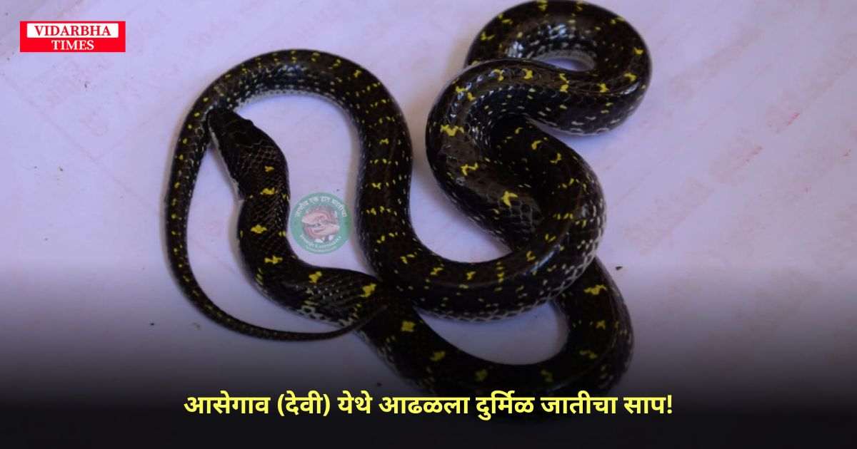 दुर्मिळ जातीचा हा विषारी साप महाराष्ट्रात आढळला.