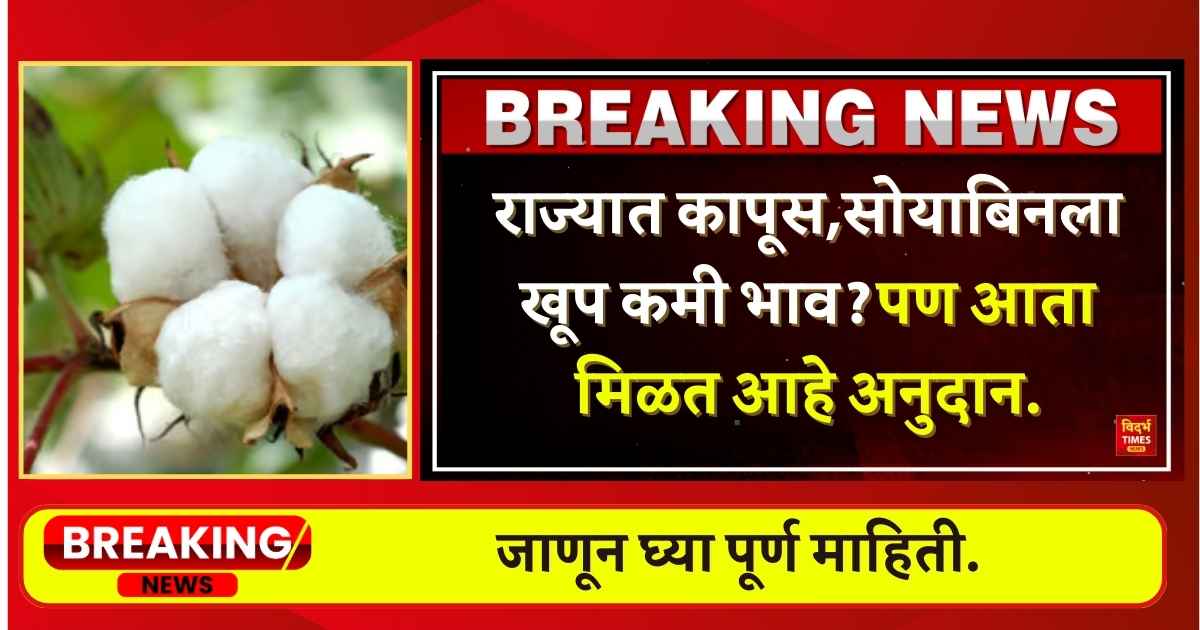 Cotton Soyabean Rates : राज्यात कापूस,सोयाबिनला खूप कमी भाव? पण आता मिळत आहे अनुदान.